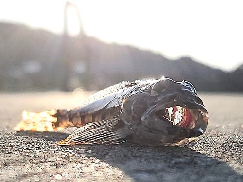 アナハゼの釣果