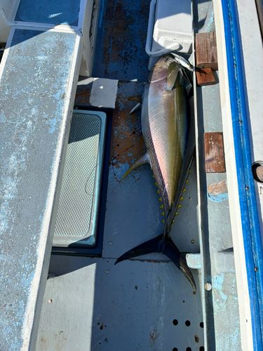 キハダマグロの釣果