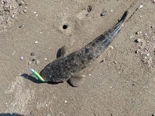 マゴチの釣果