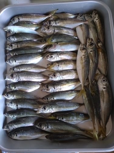 アジの釣果