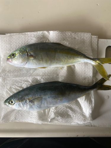 ワカシの釣果