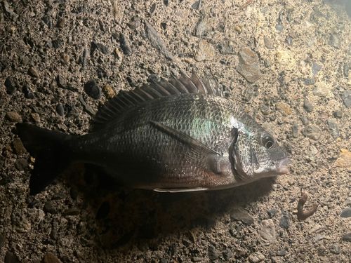 クロダイの釣果