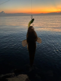 マゴチの釣果