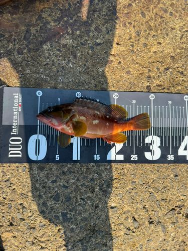 アカハタの釣果