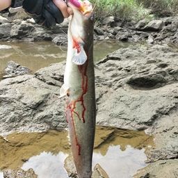 ナマズ