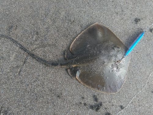 アカエイの釣果