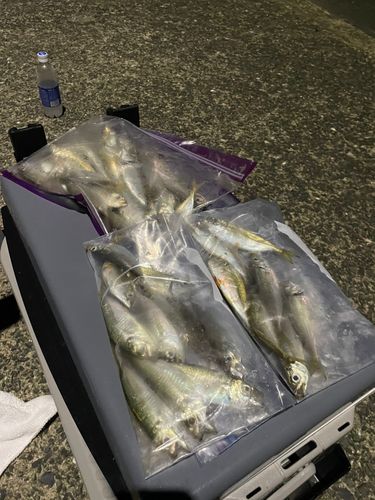 アジの釣果