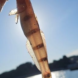 リュウグウハゼ