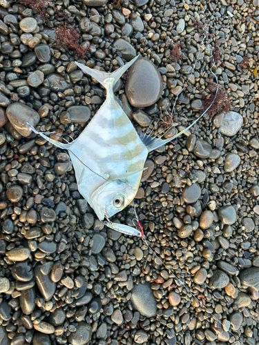イトヒキアジの釣果