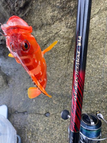 アカハタの釣果