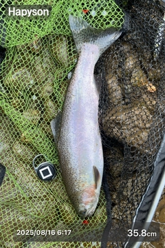 ニジマスの釣果