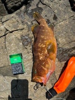 キジハタの釣果