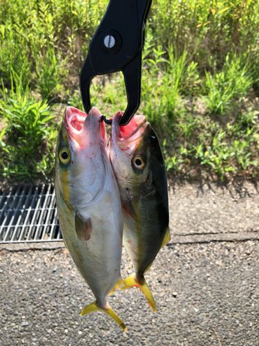 ツバスの釣果
