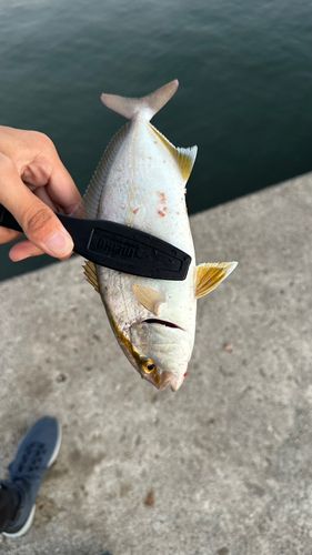 シオの釣果
