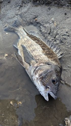 チヌの釣果