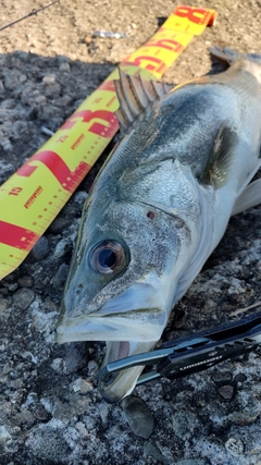 シーバスの釣果