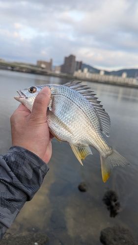 キビレの釣果