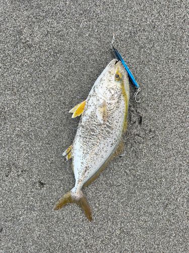 ショゴの釣果