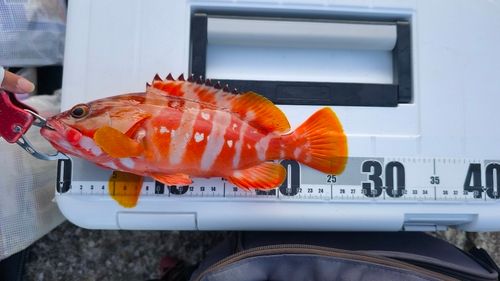 アカハタの釣果