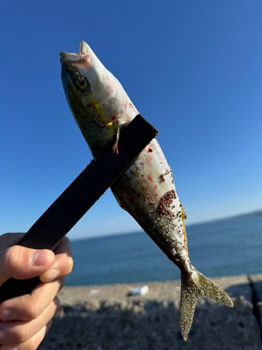 ワカシの釣果