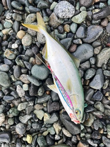 ワカシの釣果