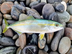 ツバスの釣果