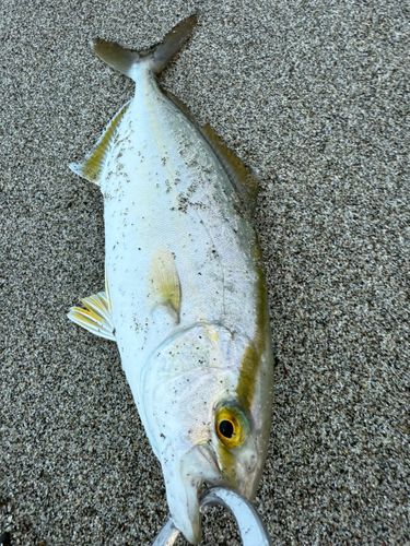 ショゴの釣果