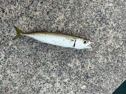 サバの釣果