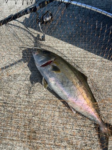 カンパチの釣果