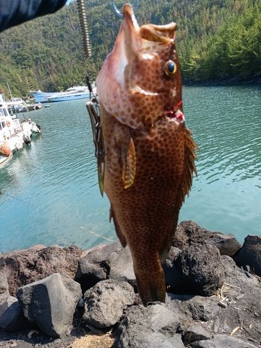 オオモンハタの釣果
