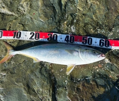 ハマチの釣果