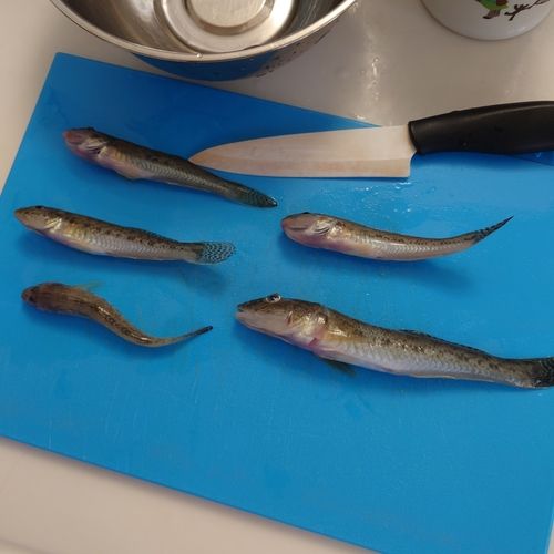 ハゼの釣果