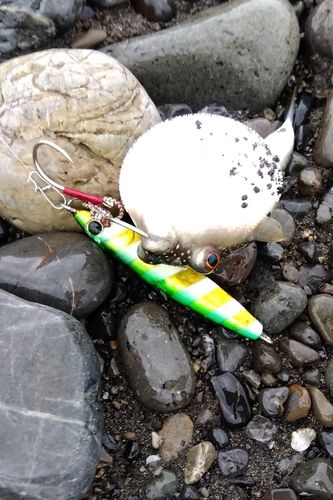 クサフグの釣果