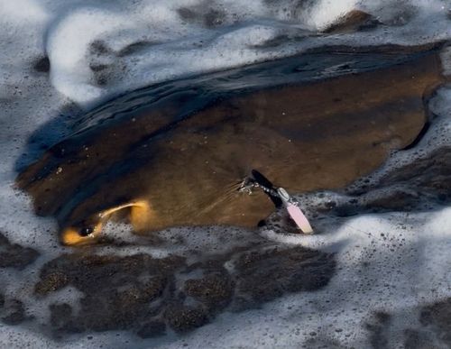 エイの釣果