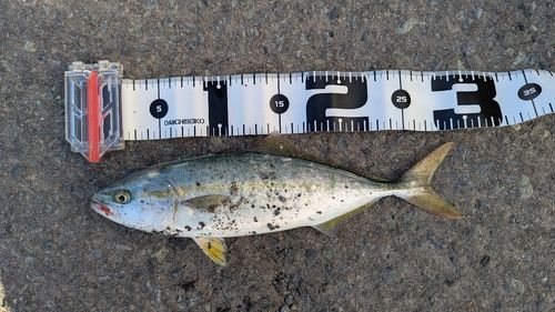 ワカシの釣果