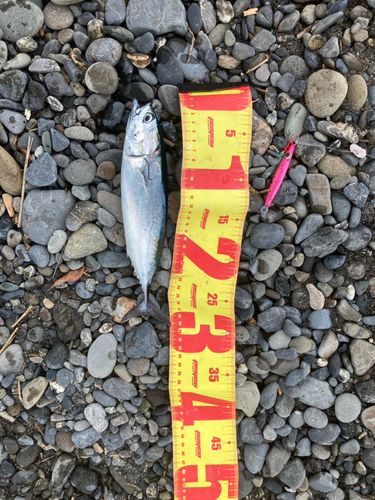 ヒラソウダの釣果