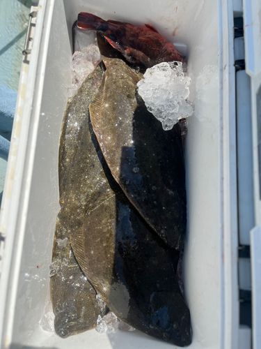 ヒラメの釣果