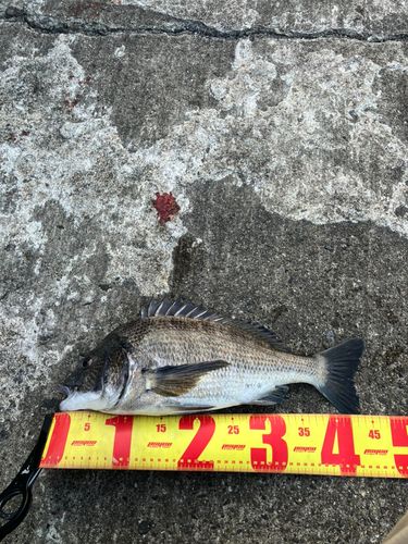 チヌの釣果