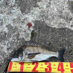 チヌ