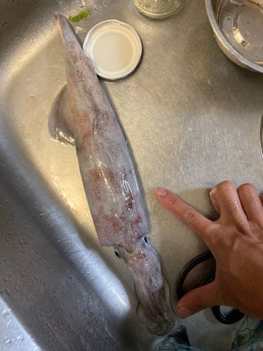 ケンサキイカの釣果