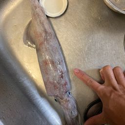 ケンサキイカ