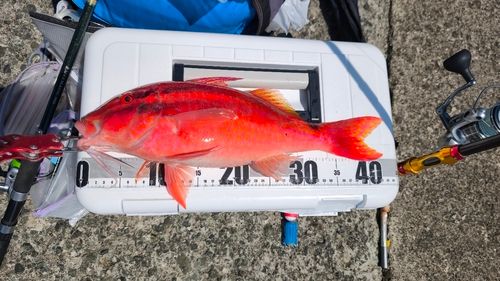 ホウライヒメジの釣果