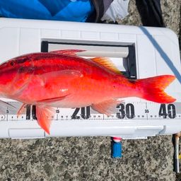 ホウライヒメジ