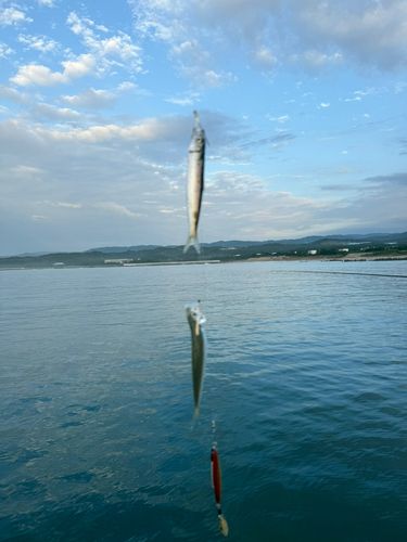 ウルメイワシの釣果