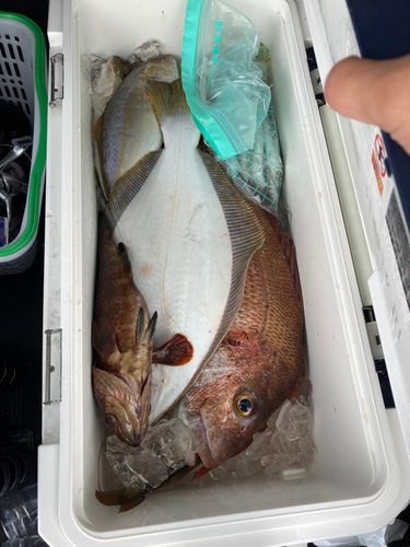 ヒラメの釣果