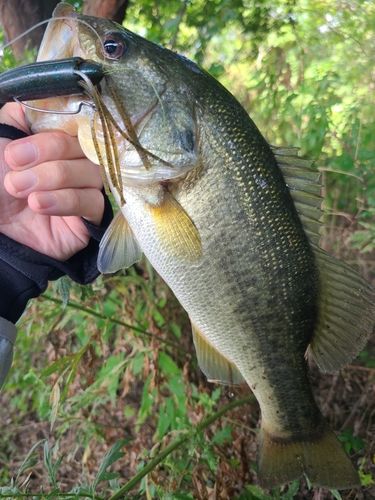 ラージマウスバスの釣果