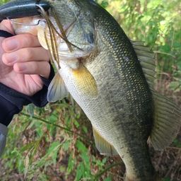 ラージマウスバス