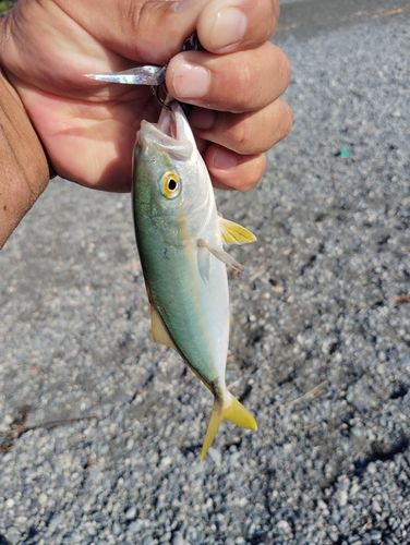 ワカシの釣果
