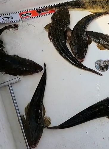 マゴチの釣果