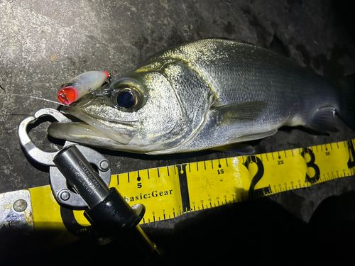 ヒラスズキの釣果